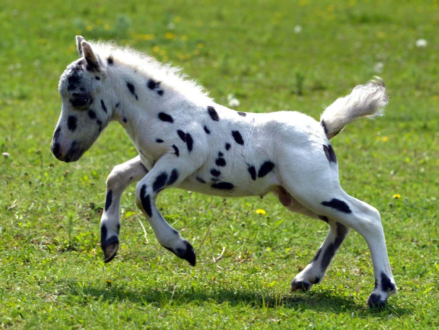 Appaloosa Falabella Foal